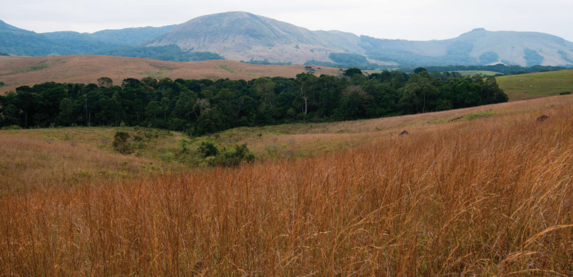 Plan maïs : la Ngounié et la Nyanga face à l’échec annoncé d’une ambitieuse stratégie agricole