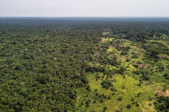 Forêts et science : le programme RESSAC relance l’espoir d’une gestion durable des forêts gabonaises