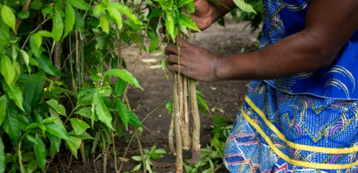Image11 La terre gabonaise : entre richesse convoitée et lien vital