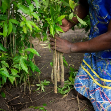 Image11 La terre gabonaise : entre richesse convoitée et lien vital